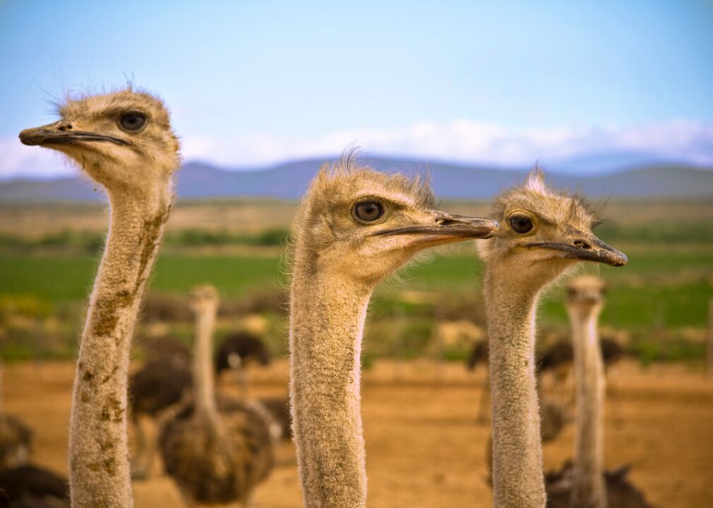 Ostriches